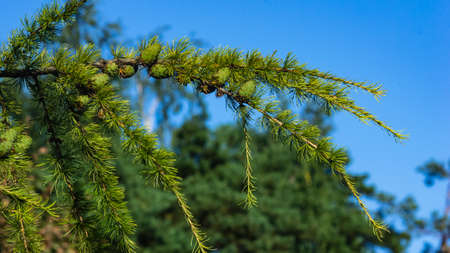 Green cones of Siberian larch or Larix sibirica with fir-needles in summer, selective focus, shallow...