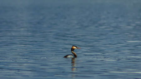 The great crested grebe or Podiceps cristatus swimming at lake portrait, selective focus, shallow...