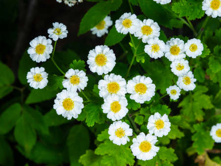 White and yellow flowers of feverfew Pyrethrum or Tanacetum corymbosum close-up with bokeh...