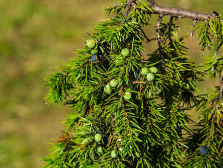 Branch of juniper with green riping cone-berries against bokeh background, selective focus, shallow...