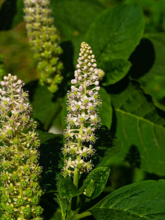 Indian poke or Phytolacca acinosa blossom close-up at flowerbed, selective focus, shallow DOF.