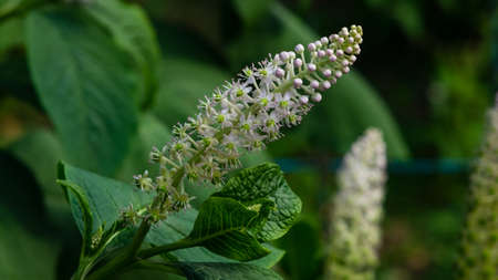 Indian poke or Phytolacca acinosa blossom close-up at flowerbed, selective focus, shallow DOF.