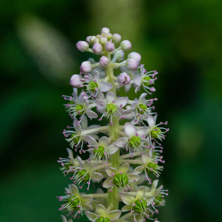 Indian poke or Phytolacca acinosa blossom close-up at flowerbed, selective focus, shallow DOF.の写真素材