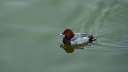 Male of diving duck Common pochard or Aythya ferina close-up portrait swimming in river, selective...