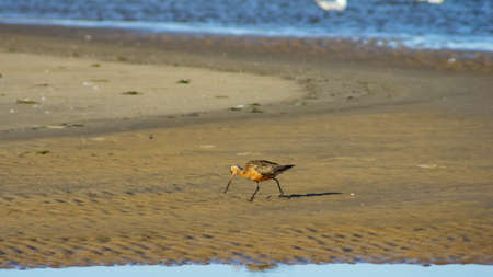 Male Bar-tailed Godwits or Limosa lapponica walk at seashore, portrait, selective focus, shallow...