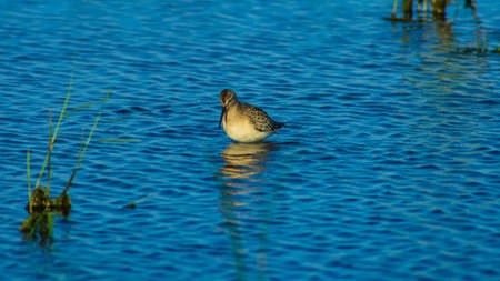 Curlew Sandpiper, Calidris ferruginea, at sea shoreline searching for food, close-up portrait in...