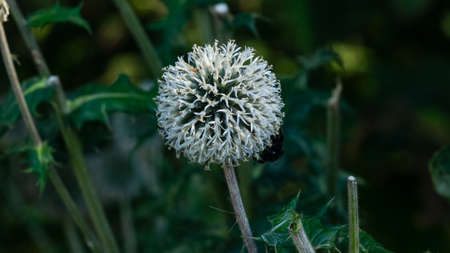 Blossom of Great globe-thistle or Echinops sphaerocephalus close-up, selective focus, shallow DOF.