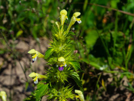 Large-flowered Hemp-nettle or Edmonton hempnettle, Galeopsis Speciosa, plant with flowers on bokeh...