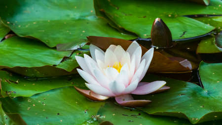 European White Waterlily, Water Rose or Nenuphar, Nymphaea alba, flower close-up, selective focus, shallow DOF.の写真素材