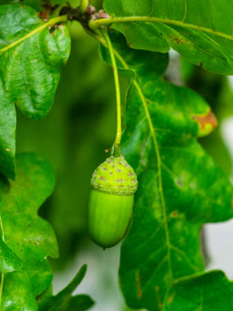 Riping green acorn and leaves on oak, quercus, close-up, selective focus, shallow DOF.