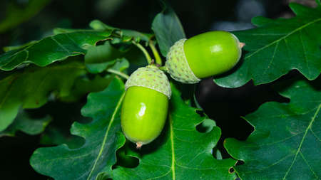 Riping green acorns and leaves on oak, quercus, close-up, selective focus, shallow DOF.