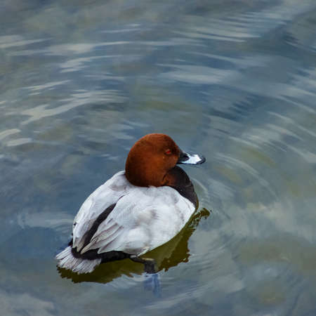 Male of diving duck Common pochard or Aythya ferina close-up portrait swimming in river, selective focus, shallow DOF.の写真素材