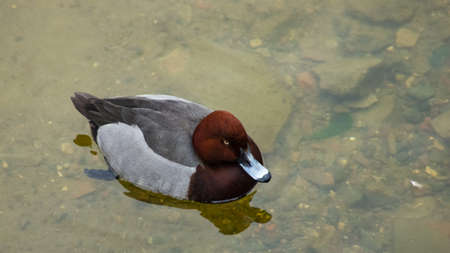 Male of diving duck Hybrid pochard or Aythya ferina x nyroca close-up portrait in river, selective focus, shallow DOF.の写真素材