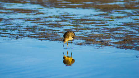 Shorebird Ruff or Philomachus pugnax at sea shoreline close-up portrait, selective focus, shallow DOF.の写真素材