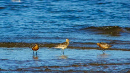 Group Bar-tailed Godwits or Limosa lapponica walk at seashore in waves, portrait, selective focus,...