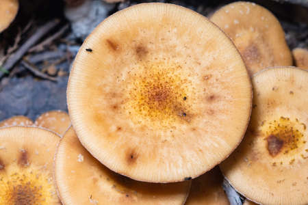 Edible mushrooms Agaric honey fungus or Armillaria mellea, cluster growing, macro, selective focus, shallow DOF.の写真素材