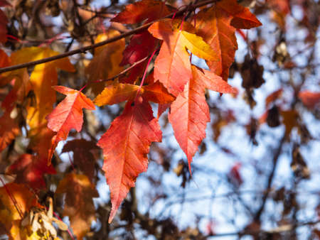 Leaves of Amur Maple or Acer ginnala in autumn sunlight with bokeh background, selective focus,...