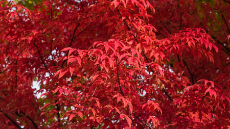 Leaves of Manchurian Maple or Acer mandshuricum in autumn sunlight background, selective focus,...