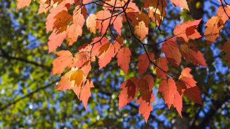 Leaves of Tatar Maple or Acer tataricum in autumn against sunlight with bokeh background, selective...