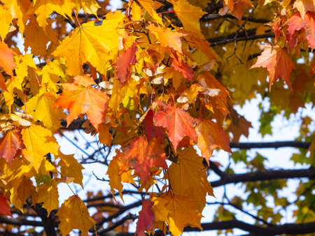 Leaves of Norway Maple or Acer platanoides in autumn sunlight background, selective focus, shallow...