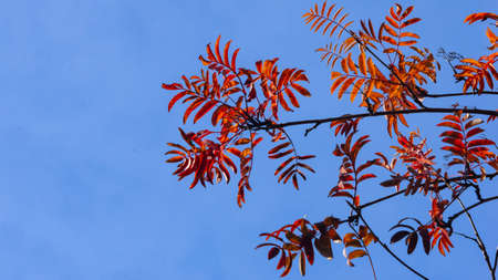 Red leaves of Rowan tree or Sorbus aucuparia in autumn against sunlight background, selective focus, shallow DOF.の写真素材