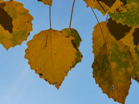 Yellow leaves of European aspen or Populus tremula in autumn against sunlight background, selective...