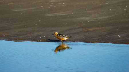 Shorebird Red Knot or Calidris canutus at sea shoreline close-up portrait, selective focus, shallow...