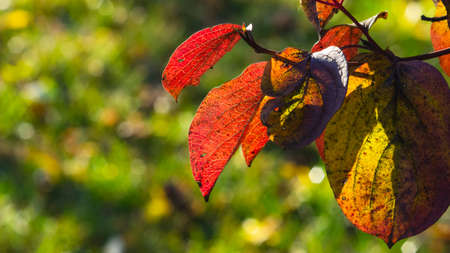 Leaves of Siberian dogwood or Cornus alba in autumn against sunlight with bokeh background,...