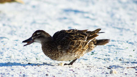 Garganey duck or Spatula querquedula female on snow close-up portrait in winter, selective focus,...