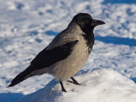 Hooded Crow or Corvus cornix portrait in winter closeup with bokeh background, selective focus,...