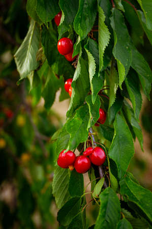 seasonal natural cherries on the tree in the field