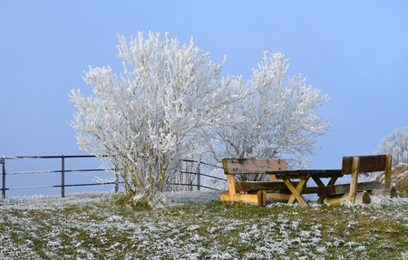 frosty treeの写真素材