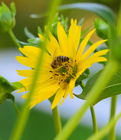 bee on a yellow flowerの写真素材
