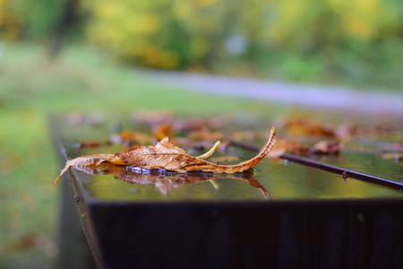 wet leafの写真素材