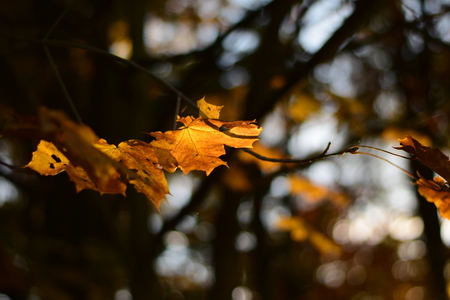 brown maple leaf backlightの写真素材