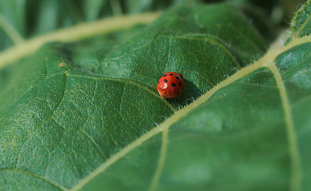 ladybirdの写真素材