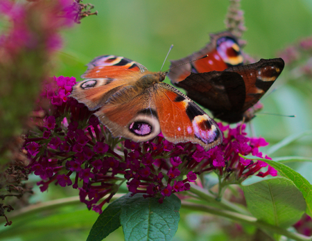 Peacock butterflyの写真素材