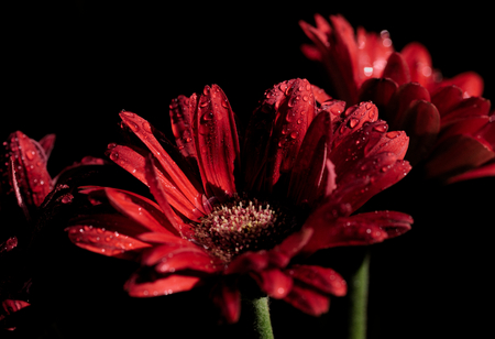 beautiful red gerbera with dropsの写真素材
