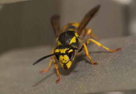 Beautiful wasp close up