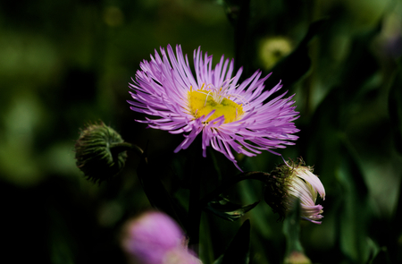 Aster Erigeronの写真素材