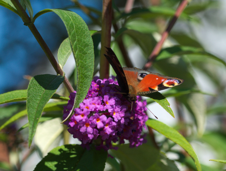 Peacock butterflyの写真素材