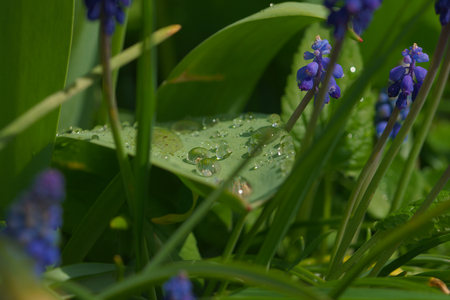 beautiful big raindropsの写真素材