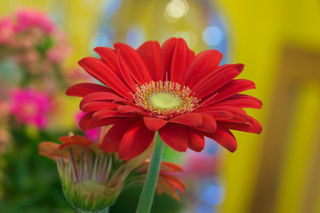 red gerberaの写真素材