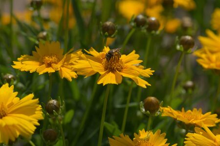 bee on a yellow flowerの写真素材
