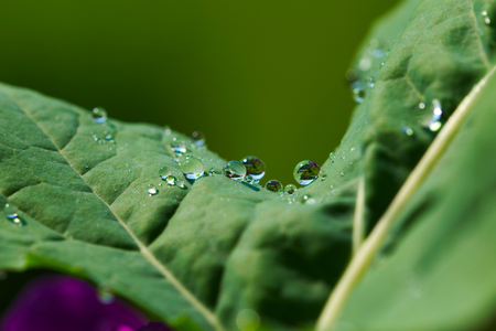 beautiful raindropsの写真素材