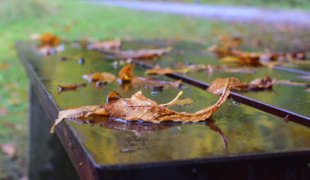 wet fall foliageの写真素材