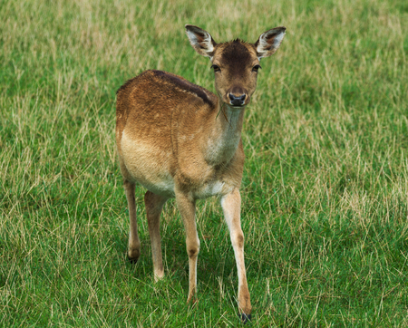 young deerの写真素材