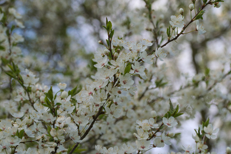 Amelanchier spicataの写真素材
