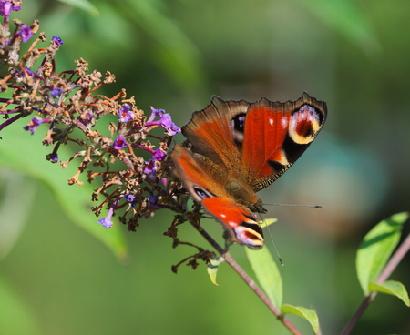 Peacock butterflyの写真素材