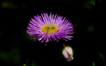 Erigeron x cultorumの写真素材